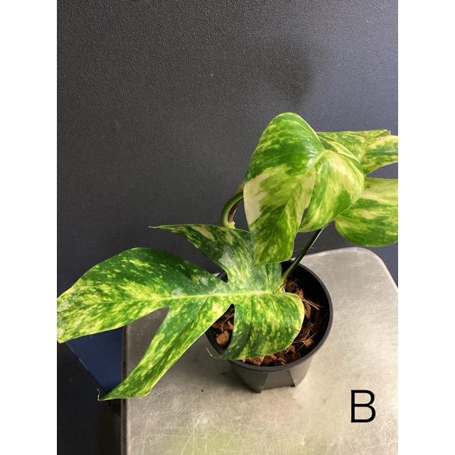 選べる 観葉植物 熱帯植物 エピプレムナム アマゾンゴールド