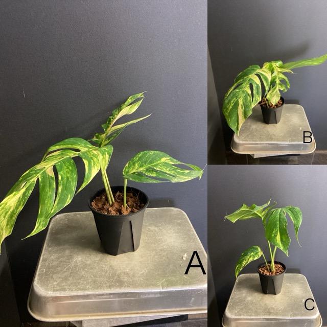 選べる 観葉植物 熱帯植物 エピプレムナム アマゾンゴールド L