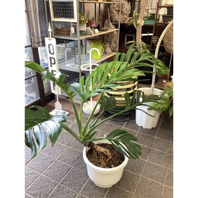 レア 観葉植物 熱帯植物 モンステラ ピナッティパルティタ ジェイド