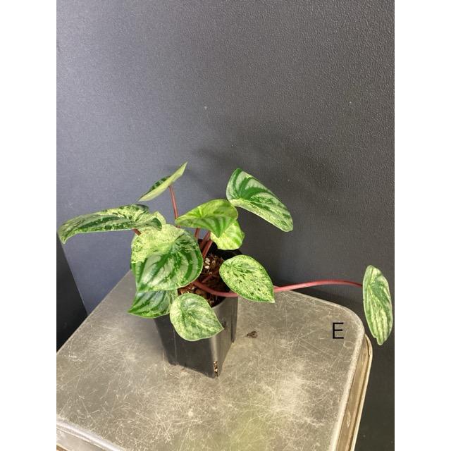 選べる 観葉植物 熱帯植物 ペペロミア 雪兎 斑入りスイカぺぺ 斑入り