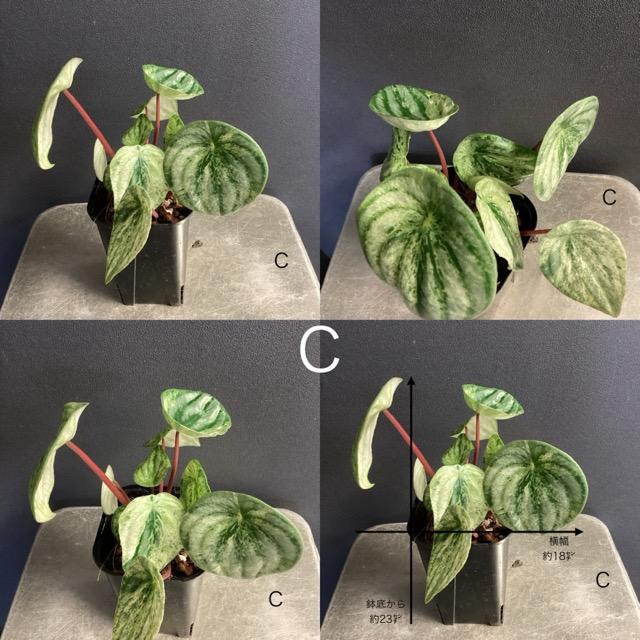 選べる 観葉植物 熱帯植物 ペペロミア 雪兎 斑入りスイカぺぺ