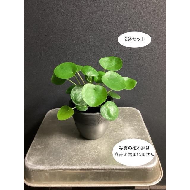 大特価 観葉植物 熱帯植物 ピレア ペペロミオイデス 2鉢セット（Yahoo!・hanabisou）