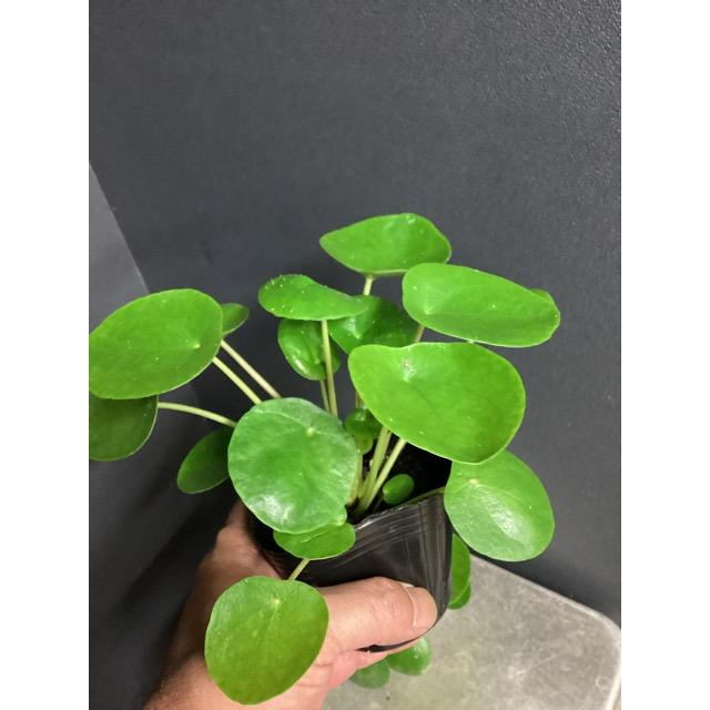 大特価 ピレア ペペロミオイデス 観葉植物 熱帯植物 2鉢セット