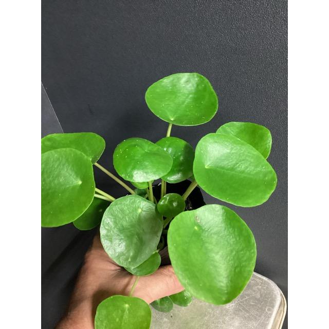 大特価 ピレア ペペロミオイデス 観葉植物 熱帯植物 2鉢セット