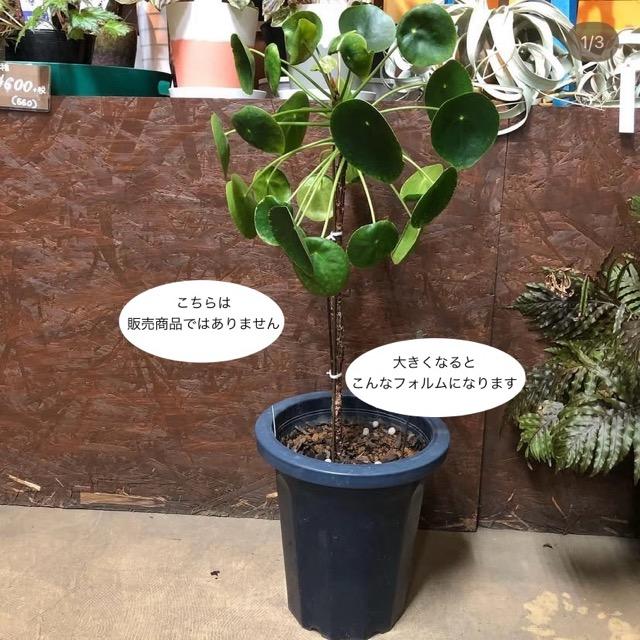 大特価 ピレア ペペロミオイデス 観葉植物 熱帯植物 2鉢セット