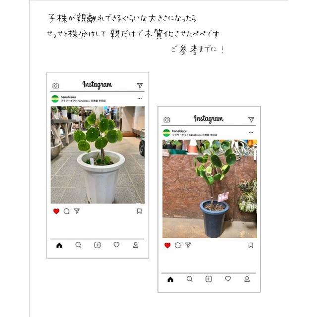 大特価 ピレア ペペロミオイデス 観葉植物 熱帯植物 2鉢セット