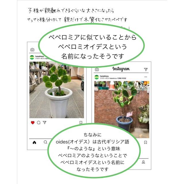 大特価 ピレア ペペロミオイデス 観葉植物 熱帯植物 2鉢セット