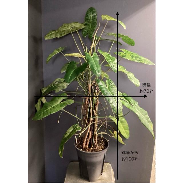 現品 レア品種 観葉植物 熱帯植物 フィロデンドロン パライソベルディ