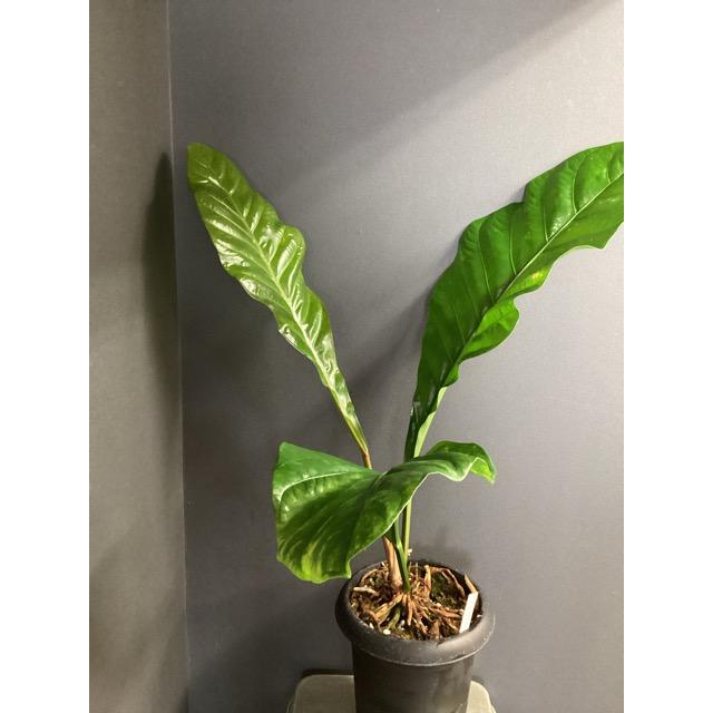 現品 レア 観葉植物 熱帯植物 アンスリウム ジャングルキング