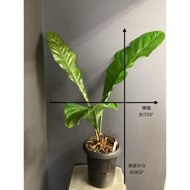 レア 観葉植物 熱帯植物 アンスリウム ジャングルキング
