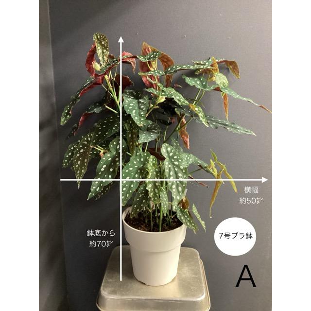 選べる ベゴニア マクラータ インテリア 観葉植物 熱帯植物 素敵な