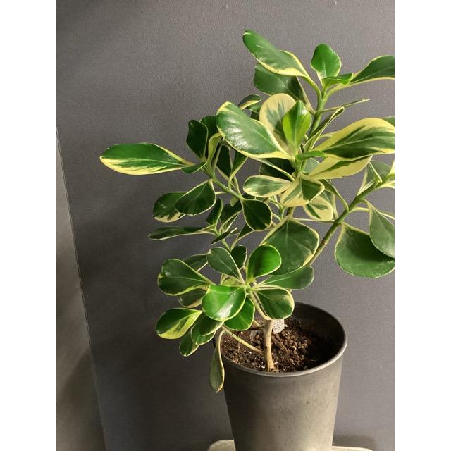 現品 観葉植物 レア品種 クルシア ロゼア プリンセス アッシュグレー