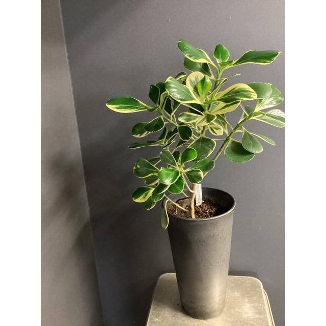 現品 観葉植物 レア品種 クルシア ロゼア プリンセス アッシュグレー