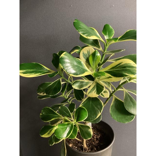 現品 観葉植物 レア品種 クルシア ロゼア プリンセス アッシュグレー