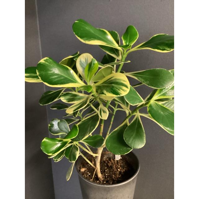 現品 観葉植物 レア品種 クルシア ロゼア プリンセス アッシュグレー