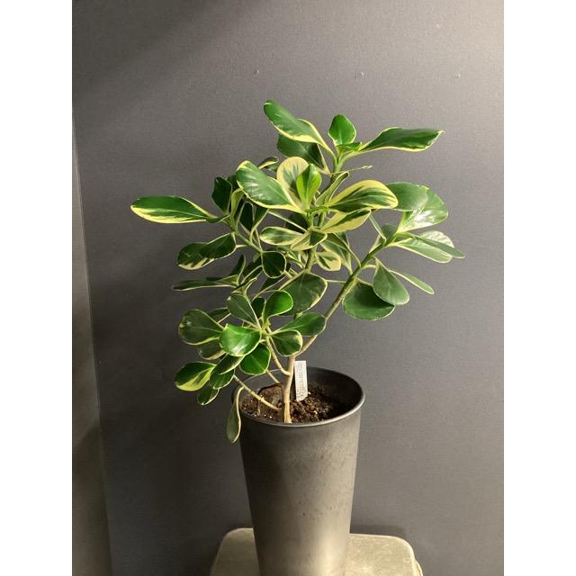 現品 観葉植物 レア品種 クルシア ロゼア プリンセス アッシュグレー
