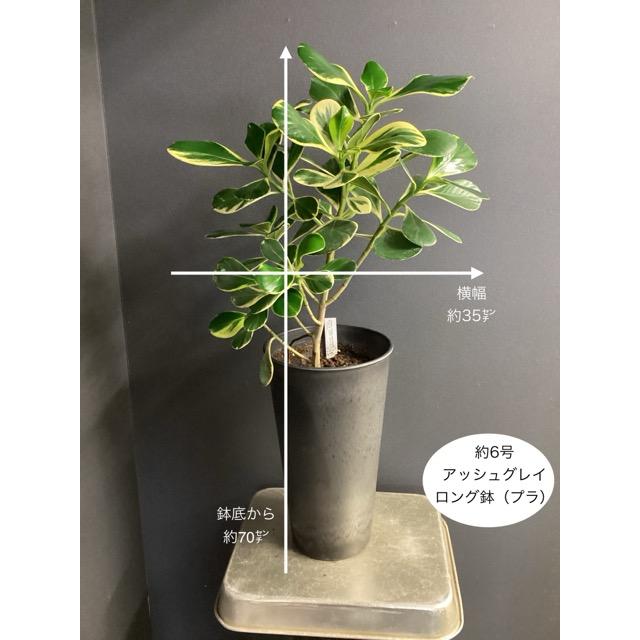 現品 観葉植物 レア品種 クルシア ロゼア プリンセス アッシュグレー