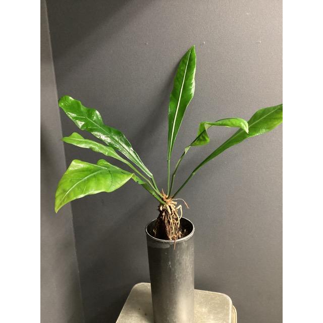 現品 観葉植物 熱帯植物 アンスリウム フーケリー ミニマ 原種系 根