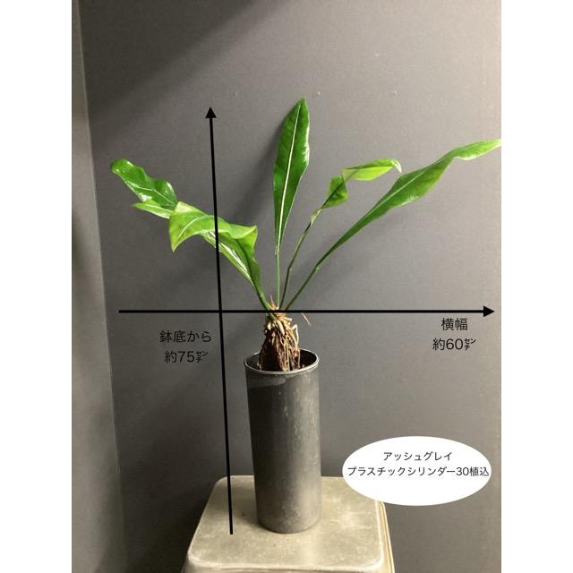 現品 観葉植物 熱帯植物 アンスリウム フーケリー ミニマ 原種系 根