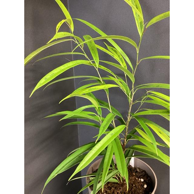 フィッカス・アムステルダム　インテリアポット入　リビングサイズ 現品 観葉植物 ゴムの木 フィカス アムステルダムゴールド 斑入り 黄色