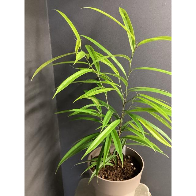 フィカス Amazon｜観葉植物 フィッカス・アムステルダム　インテリアポット入　リビングサイズ アムステルダムキング 受け皿 曲がり 10号 フィカス