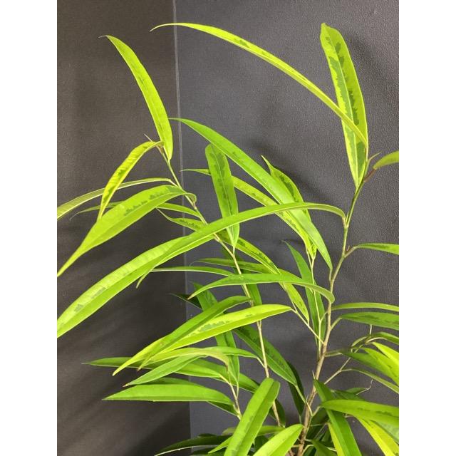 現品 観葉植物 ゴムの木 フィカス アムステルダムゴールド 斑入り 黄色