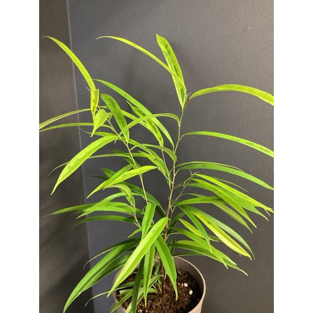 フィッカス・アムステルダム　インテリアポット入　リビングサイズ 現品 観葉植物 ゴムの木 フィカス アムステルダムゴールド 斑入り 黄色