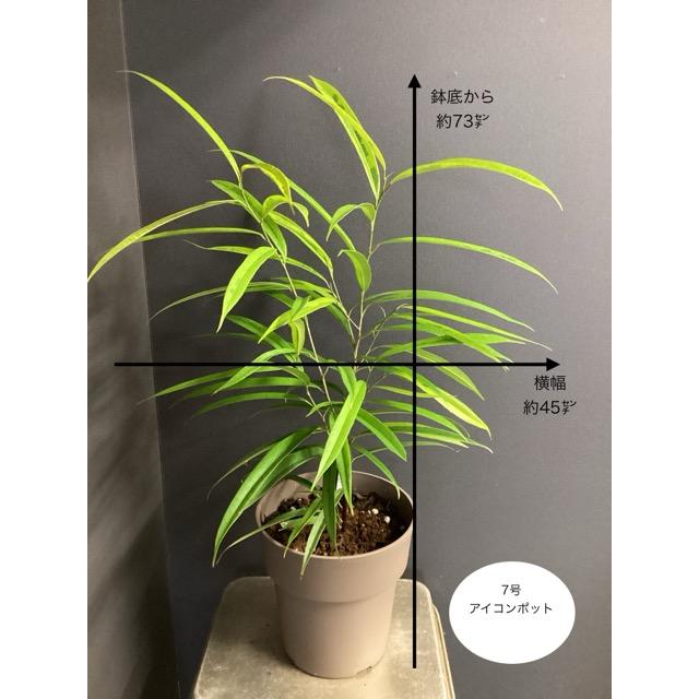 現品 観葉植物 ゴムの木 フィカス アムステルダムゴールド 斑入り 黄色