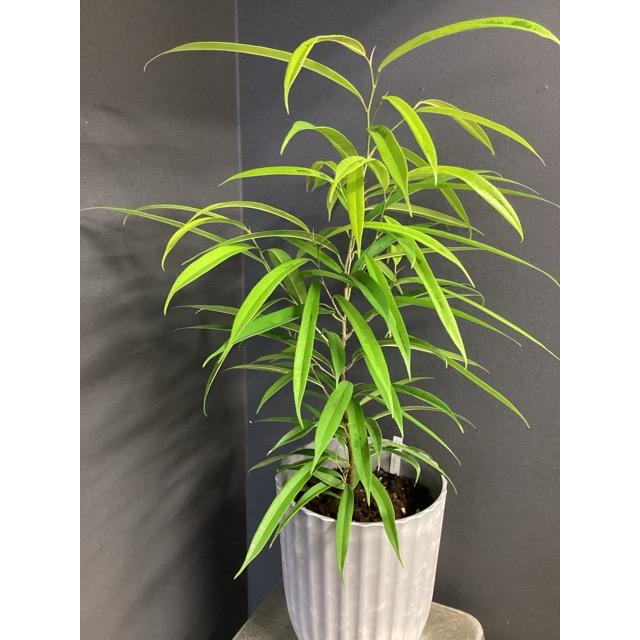 現品 ゴムの木 フィカス アムステルダムゴールド 斑入り 観葉植物