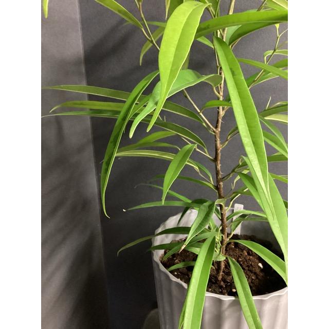 現品 ゴムの木 フィカス アムステルダムゴールド 斑入り 観葉植物