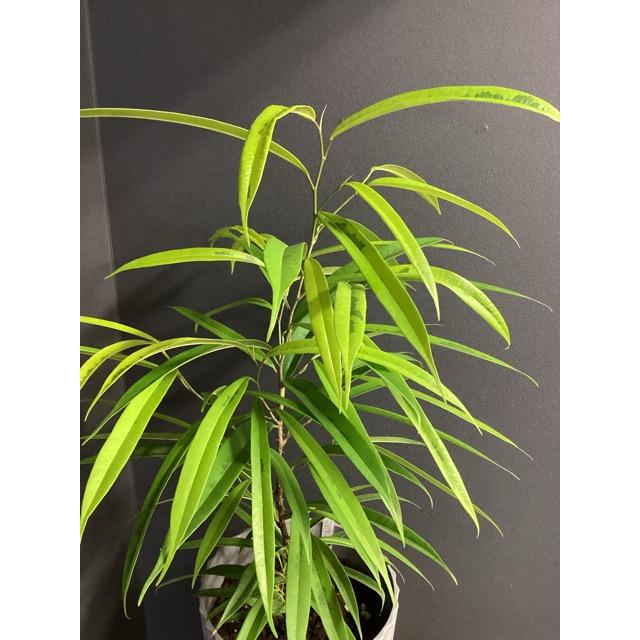 現品 ゴムの木 フィカス アムステルダムゴールド 斑入り 観葉植物