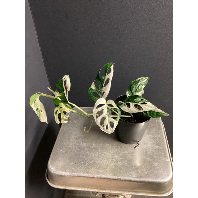 【超希少‼️】モンステラ　アクミナータ　斑入り　レア レア 観葉植物 熱帯植物 モンステラ アクミナータ アルボ バリエガータ