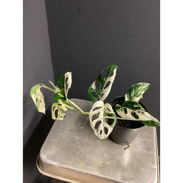 レア 観葉植物 熱帯植物 モンステラ アクミナータ アルボ バリエガータ