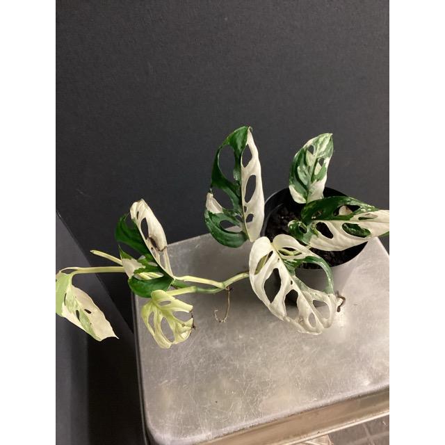 レア 観葉植物 熱帯植物 モンステラ アクミナータ アルボ バリエガータ