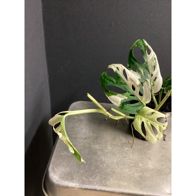 レア 観葉植物 熱帯植物 モンステラ アクミナータ アルボ バリエガータ