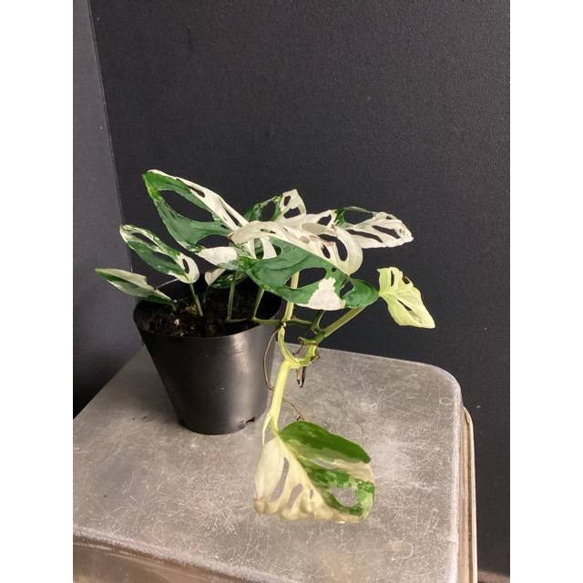 レア 観葉植物 熱帯植物 モンステラ アクミナータ アルボ バリエガータ