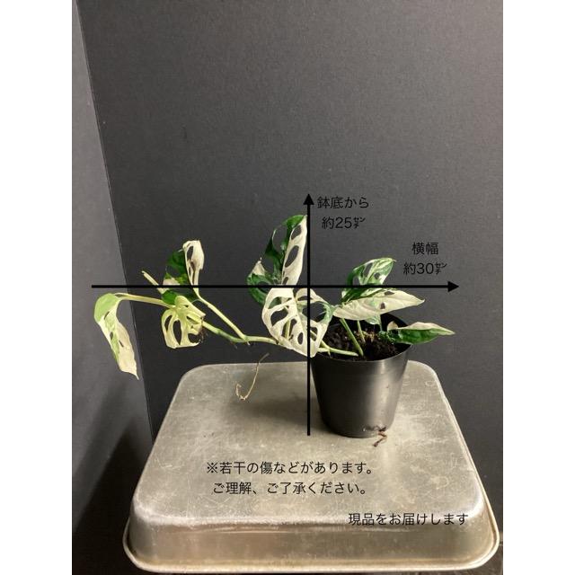 【超希少‼️】モンステラ　アクミナータ　斑入り　レア 超希少‼️】モンステラ アクミナータ 斑入り レア 斑入りモンステラ