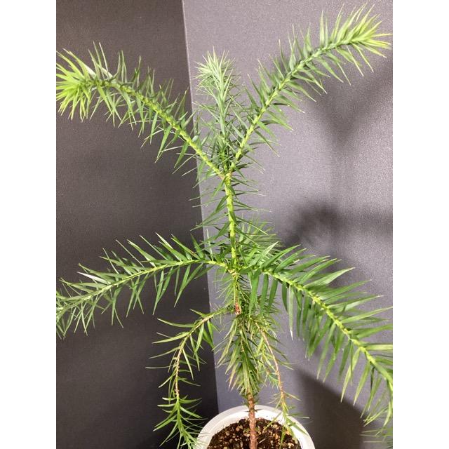 選べる 現物 ブラジルマツ パラナマツ Araucaria angustifolia 観葉