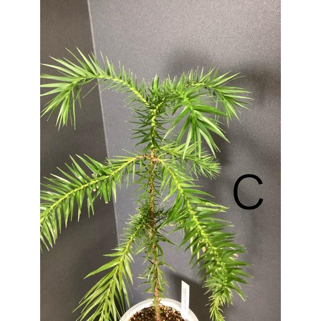 選べる 現物 観葉植物 ブラジルマツ パラナマツ Araucaria 