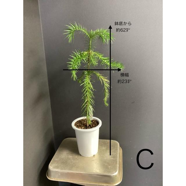 選べる 現物 ブラジルマツ パラナマツ Araucaria angustifolia 観葉