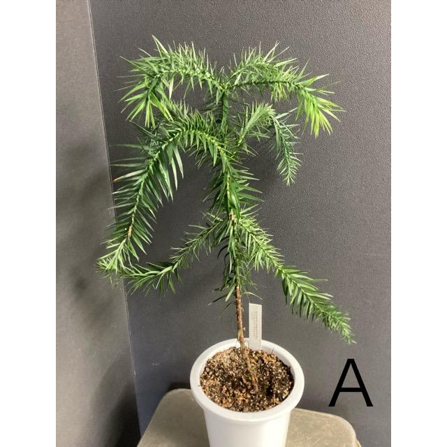 希少　ブラジルマツ　パラナマツ　大株　レア 選べる 現物 ブラジルマツ パラナマツ Araucaria angustifolia 観葉