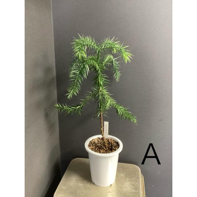 選べる 現物 ブラジルマツ パラナマツ Araucaria angustifolia 観葉