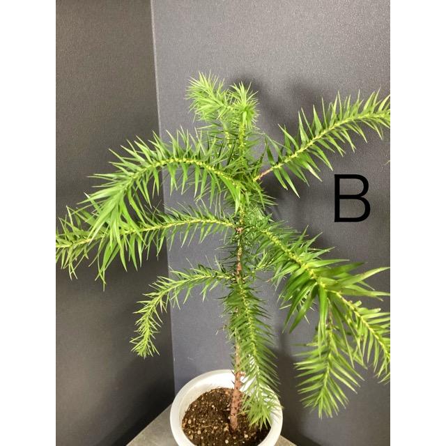 ブラジルマツ(パラナマツ)4 選べる 現物 ブラジルマツ パラナマツ Araucaria angustifolia 観葉