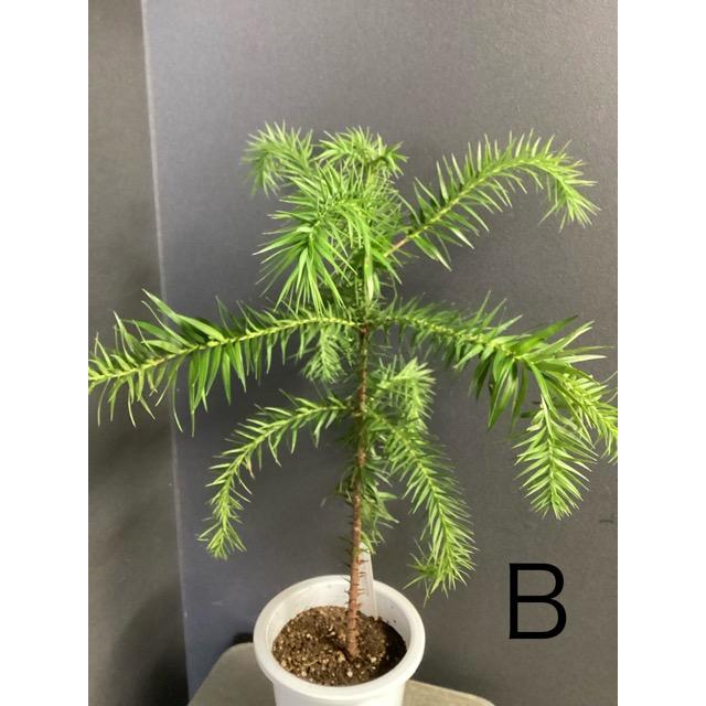 ブラジルマツ(パラナマツ)4 選べる 現物 ブラジルマツ パラナマツ Araucaria angustifolia 観葉