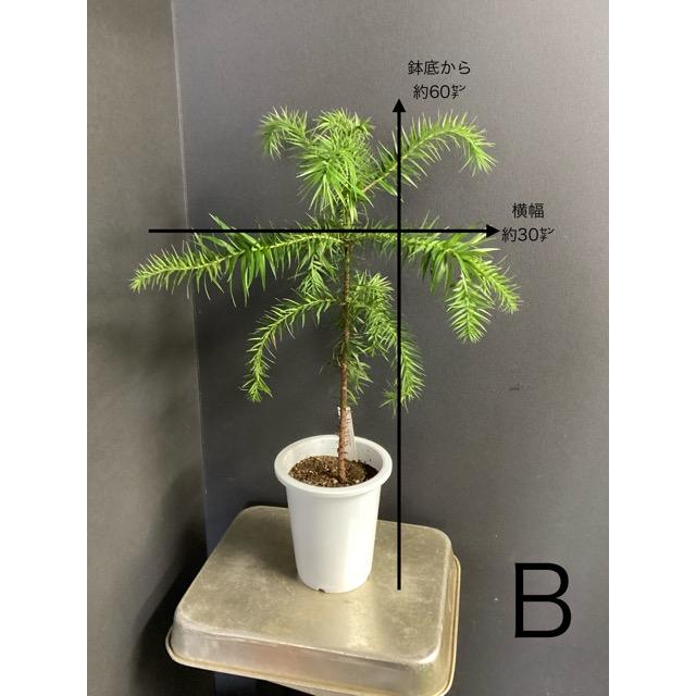 選べる 現物 ブラジルマツ パラナマツ Araucaria angustifolia 観葉