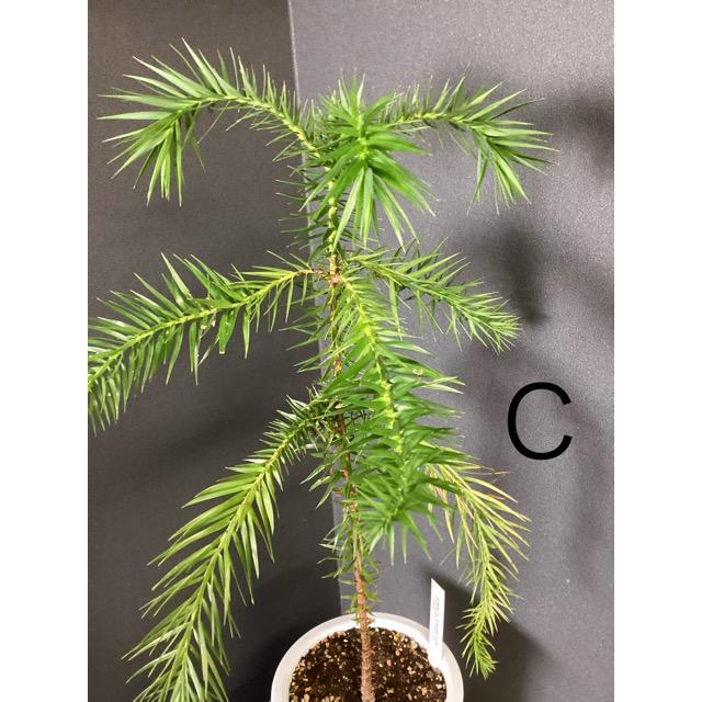 ブラジルマツ(パラナマツ)2 選べる 現物 ブラジルマツ パラナマツ Araucaria angustifolia 観葉