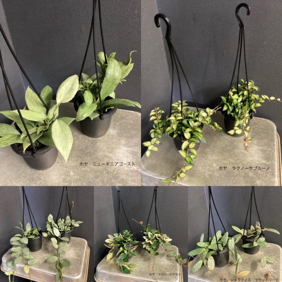 レア品種 観葉植物 熱帯植物 ホヤ ニューギニアゴースト ラクノーサブルーノ ラクノーサミントコイン ラクノーサアサミ シギラティスラウンドリーフ（Yahoo!・hanabisou）
