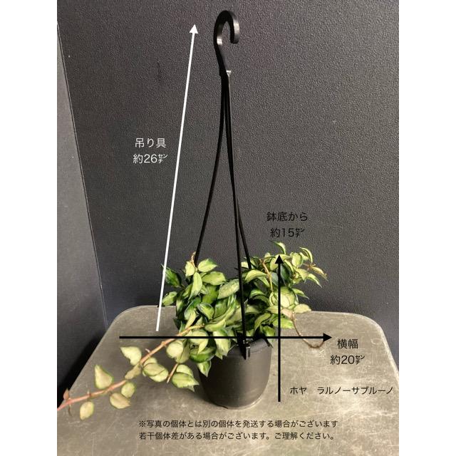 レア品種 観葉植物 熱帯植物 ホヤ ニューギニアゴースト ラクノーサ