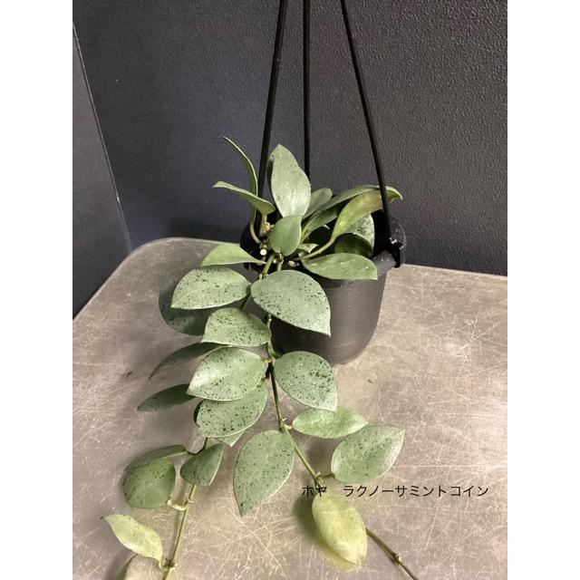 レア品種 観葉植物 熱帯植物 ホヤ ニューギニアゴースト ラクノーサ