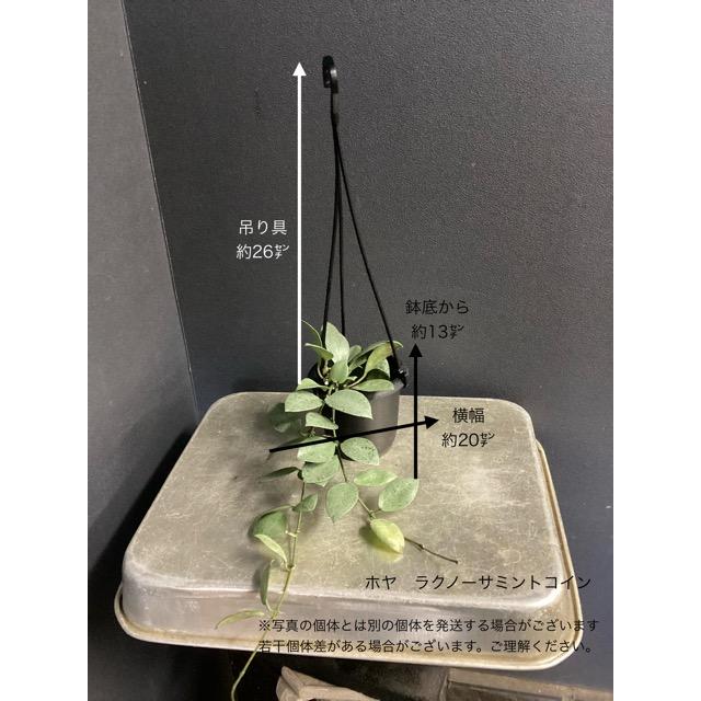 レア品種 ホヤ ニューギニアゴースト ラクノーサブルーノ ラクノーサ
